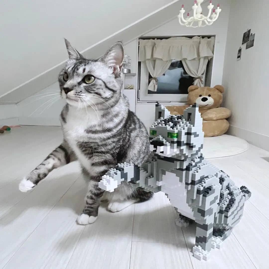 Tabby Cat