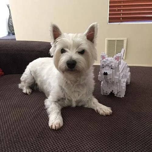 West Highland White Terrier