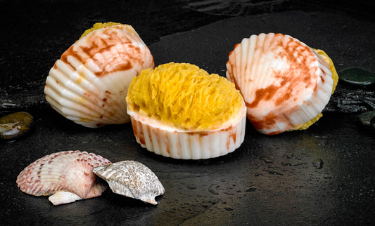 Clam Shell Soap w/sponge-Island Citrus