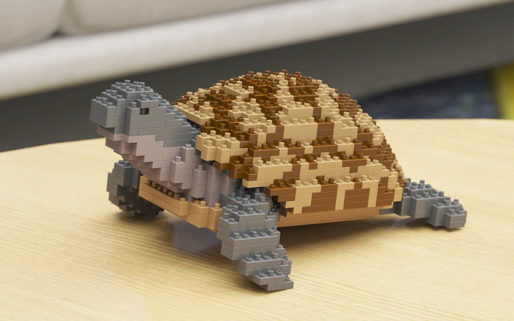 Greek Tortoise