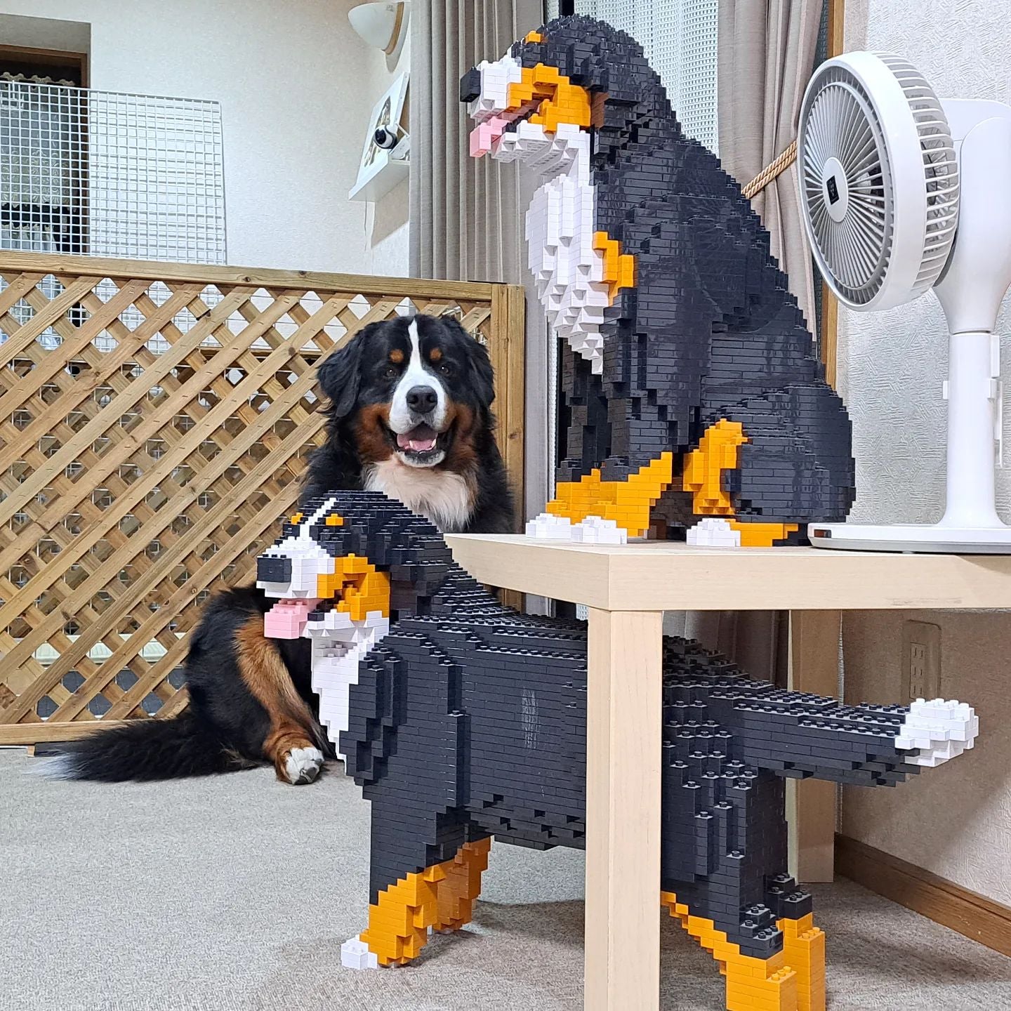Bernese Mountain Dog