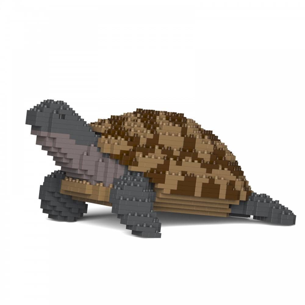 Greek Tortoise