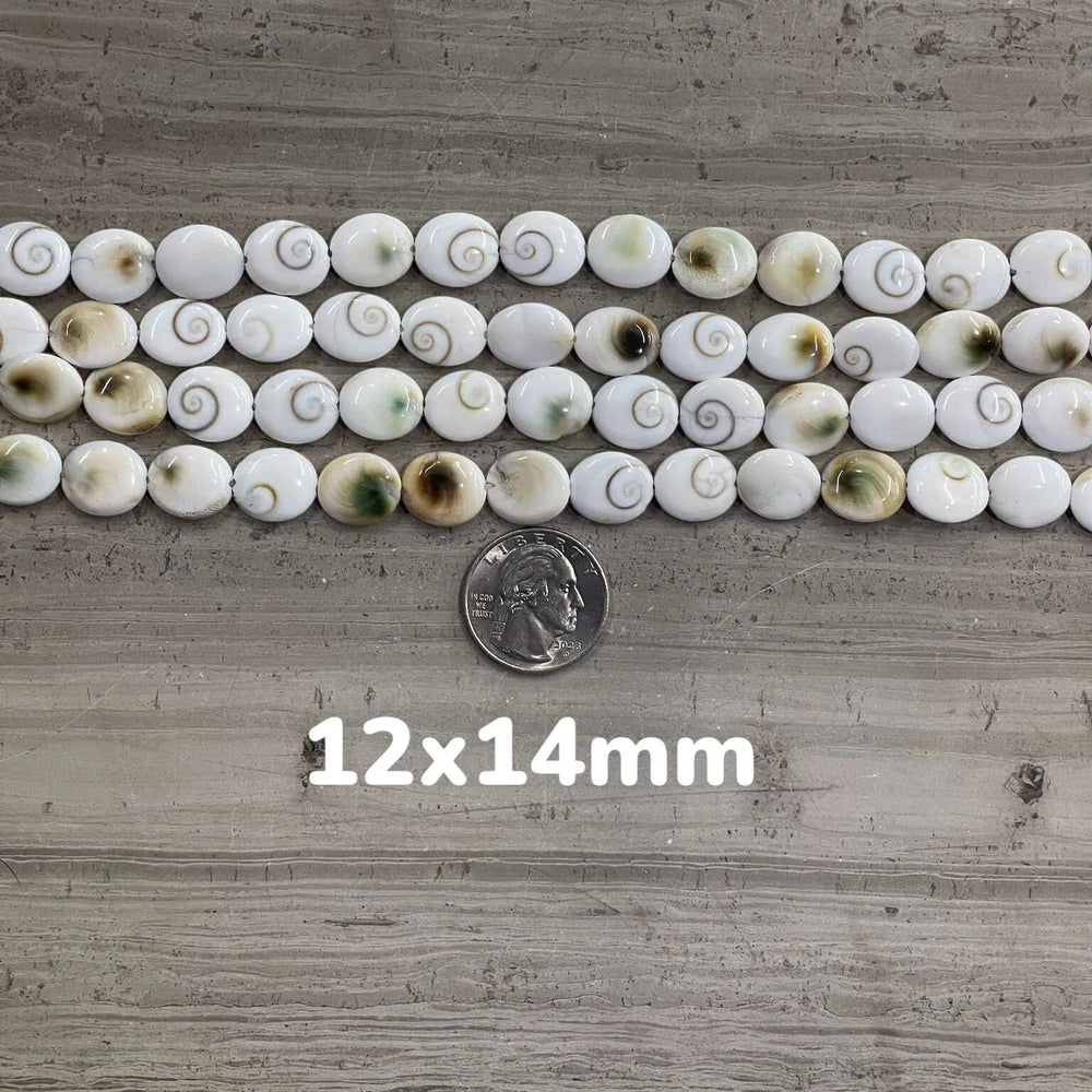 Shiva Shell, Pacific Cat's Eye Shell, Operculum, Gastropod, Oval-2