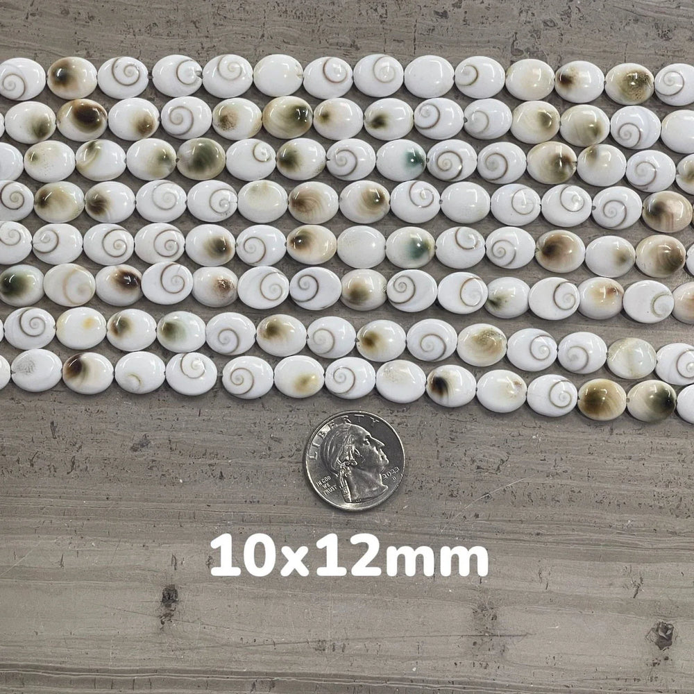 Shiva Shell, Pacific Cat's Eye Shell, Operculum, Gastropod, Oval-1