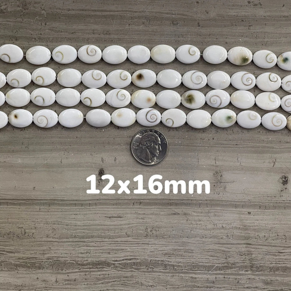 Shiva Shell, Pacific Cat's Eye Shell, Operculum, Gastropod, Oval-3