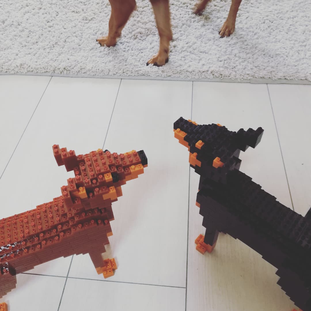Miniature Pinscher