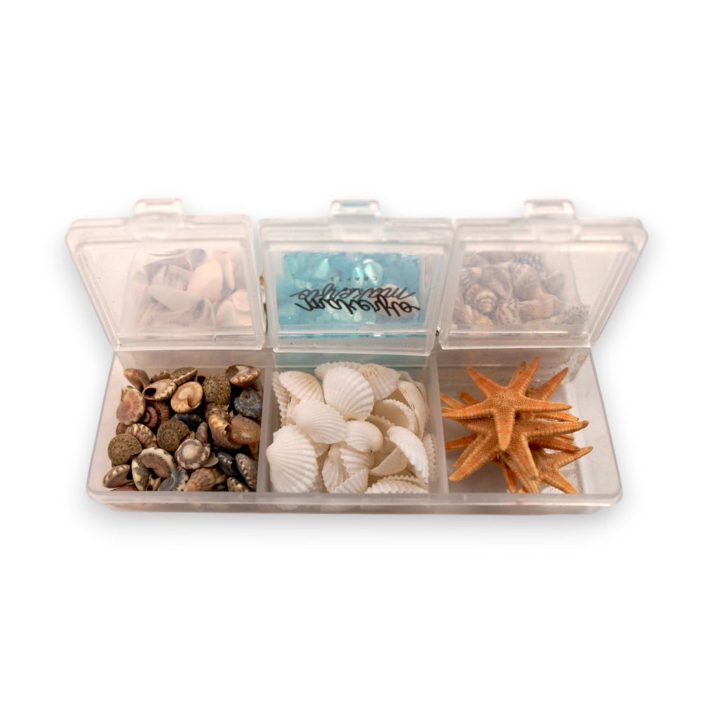 Seashell Variety Pack-2