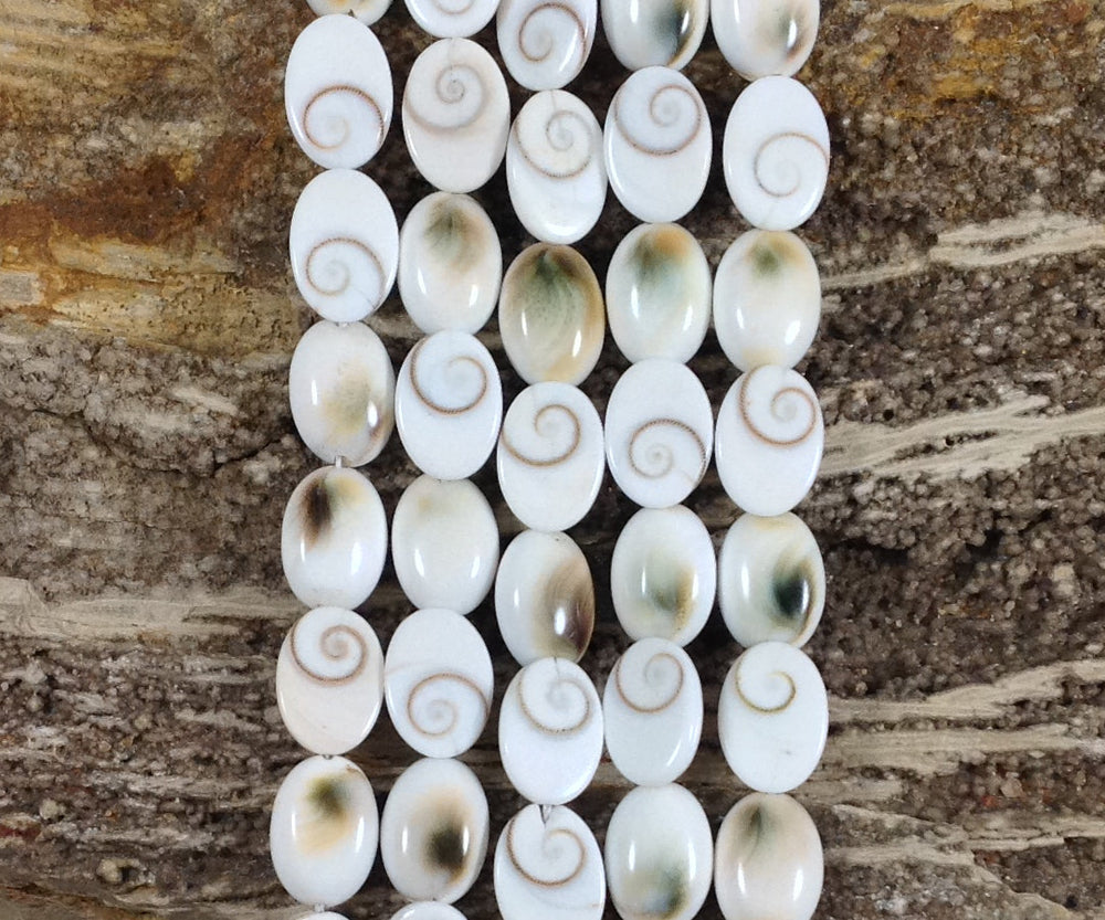 Shiva Shell, Pacific Cat's Eye Shell, Operculum, Gastropod, Oval-4