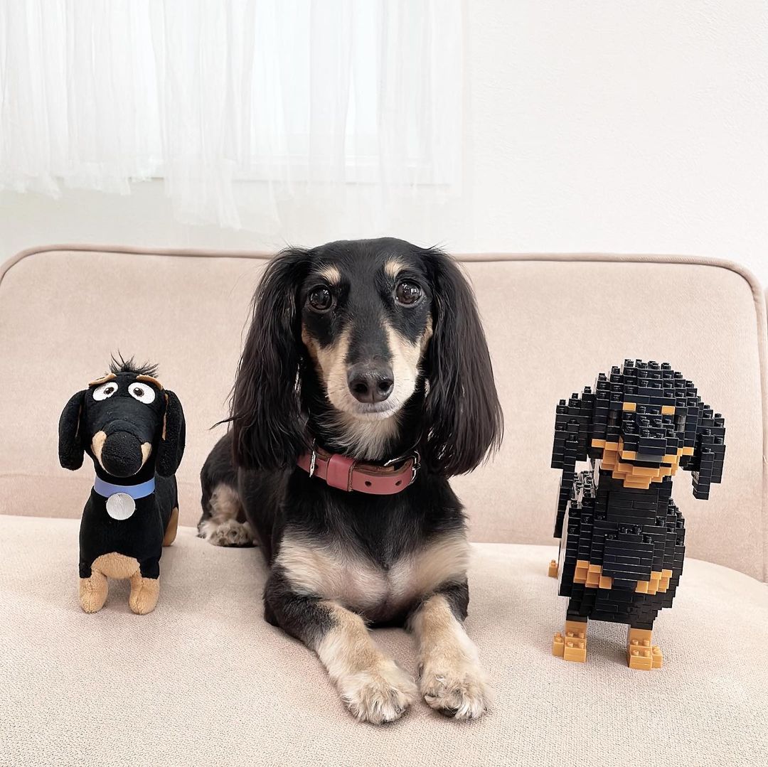Dachshund (SALE)