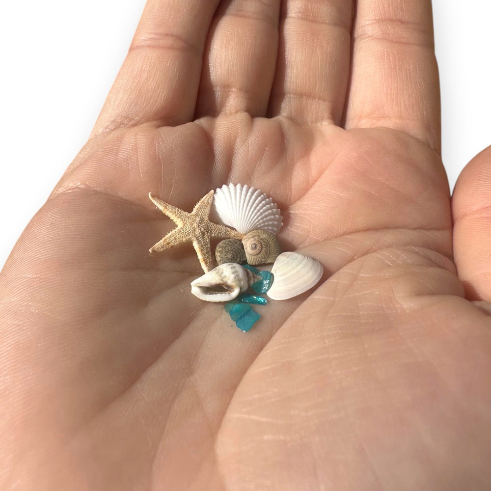 Seashell Variety Pack-4